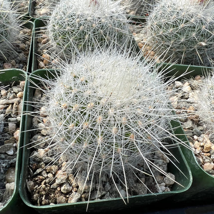 Thelocactus macdowellii “Chihuahuan Snowball”, Cactus, Live Plant, 4-inch