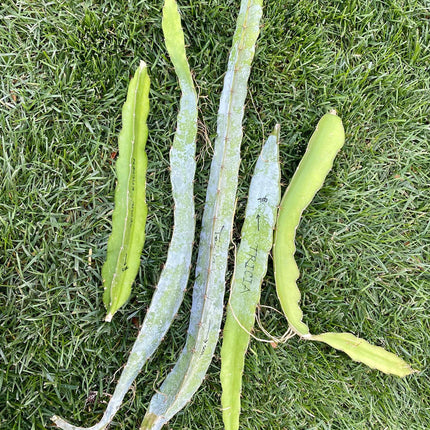 Vietnamese Giant White dragon fruit cutting and rooted plant