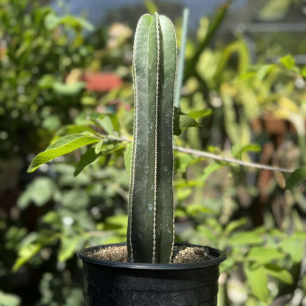 Mexican Fence Post "Pachycereus marginatus" Live Plant