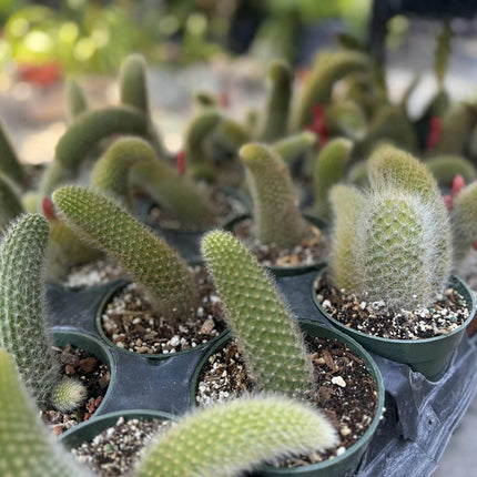 Monkey Tail (cleistocactus colademononis) live plants
