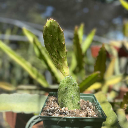 Opuntia Sunburst Variegata Live Plant
