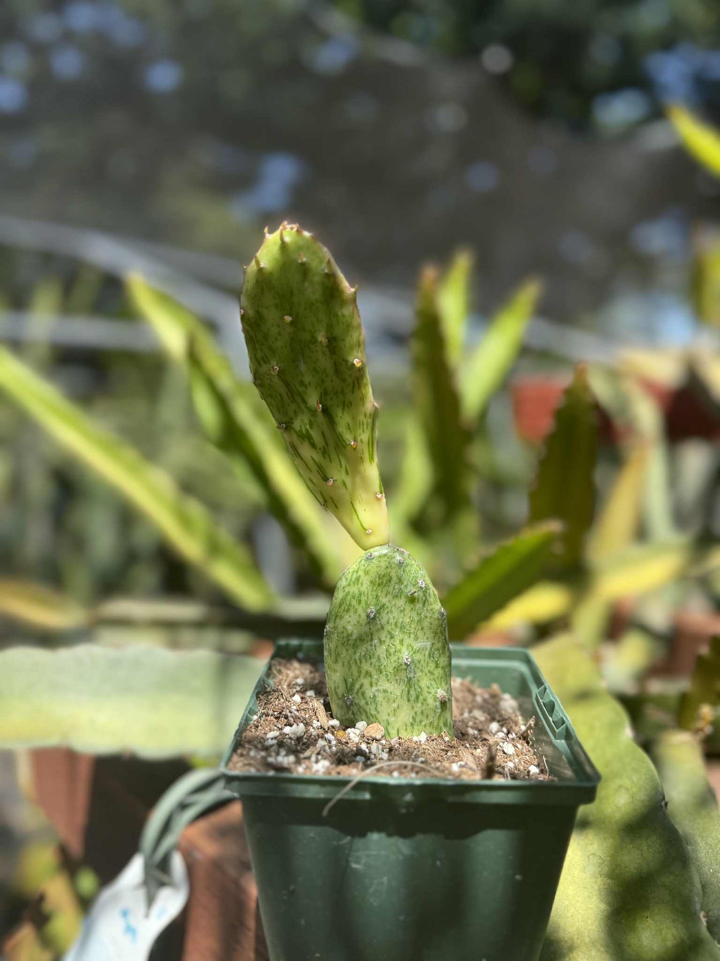 Opuntia Sunburst Variegata Live Plant