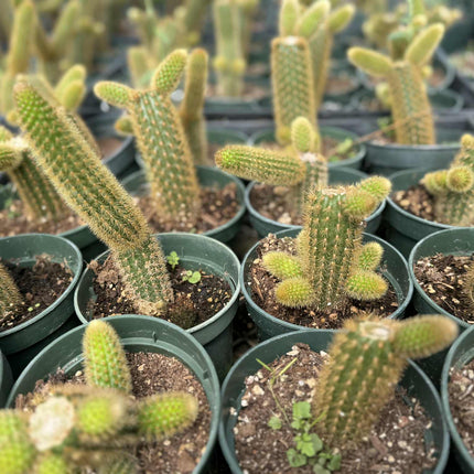 monkey tail succulent Golden Monkey Tail Cactus – Cleistocactus winteri live plant – Mayumi Garden