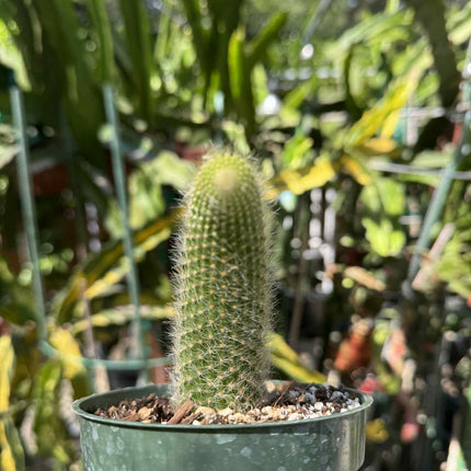 Monkey Tail (cleistocactus colademononis) live plants