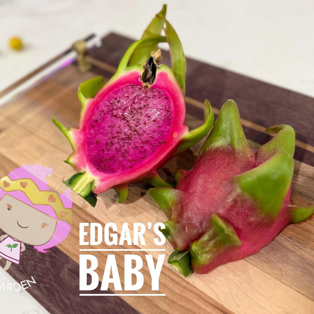 Edgar’s baby dragon fruit cuttings (12") and rooted plants