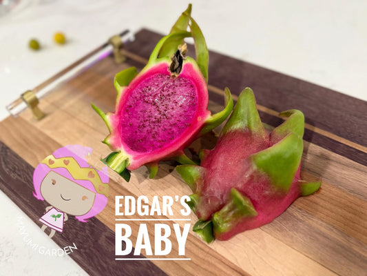 Edgar’s baby dragon fruit cuttings (12") and rooted plants