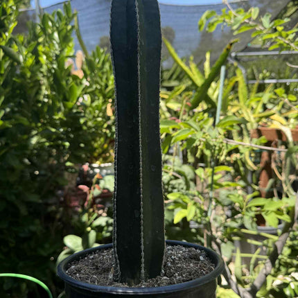Mexican Fence Post "Pachycereus marginatus" Live Plant