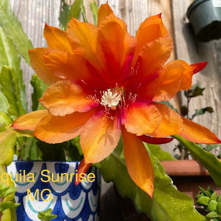 Epiphyllum “Masada”, “Padre” & Zeus-XL rare cuttings 12"