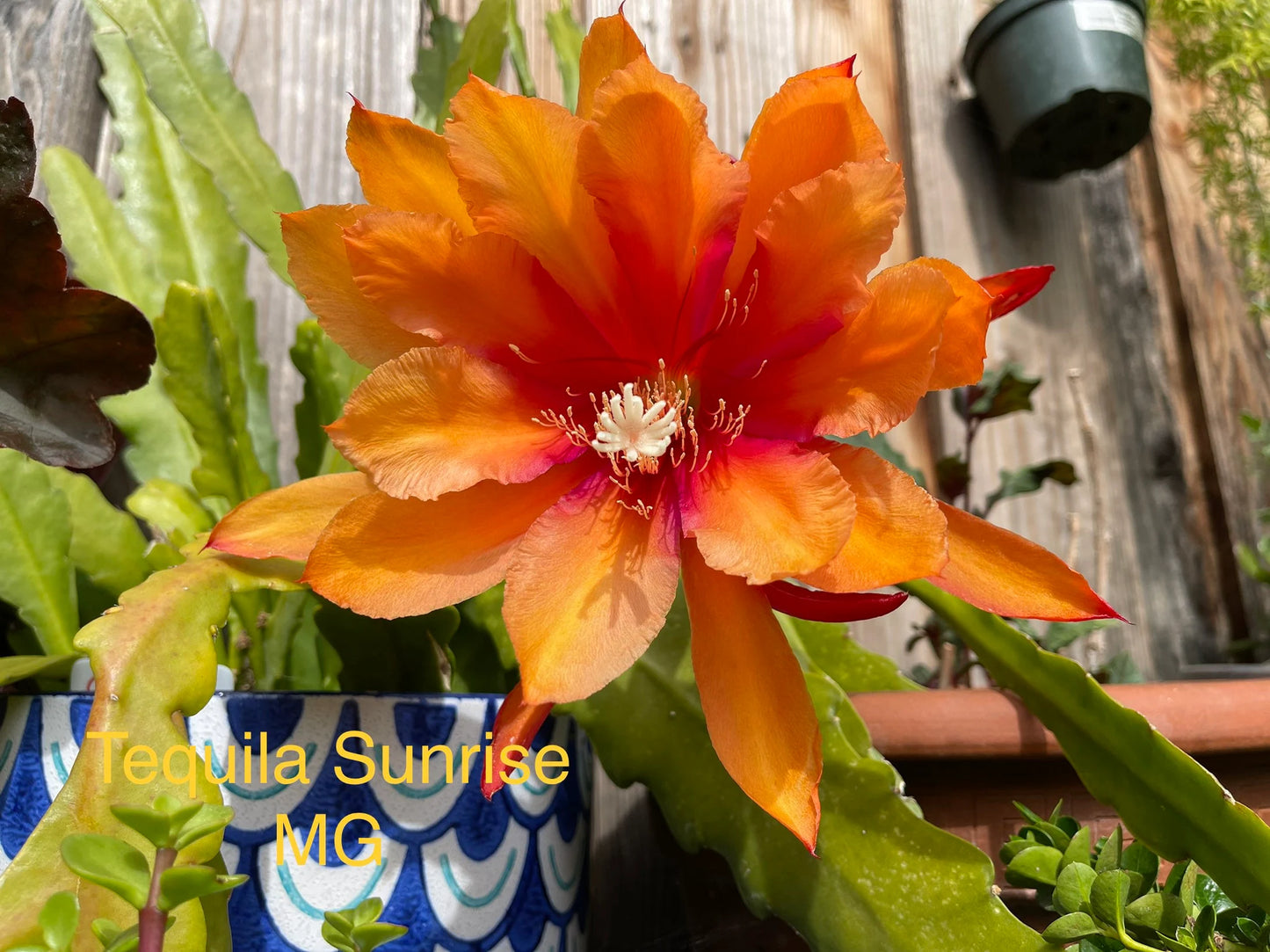 Epiphyllum “Masada”, “Padre” & Zeus-XL rare cuttings 12"