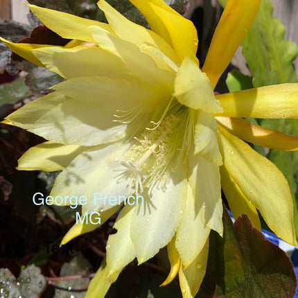 Epiphyllum “Masada”, “Padre” & Zeus-XL rare cuttings 12"