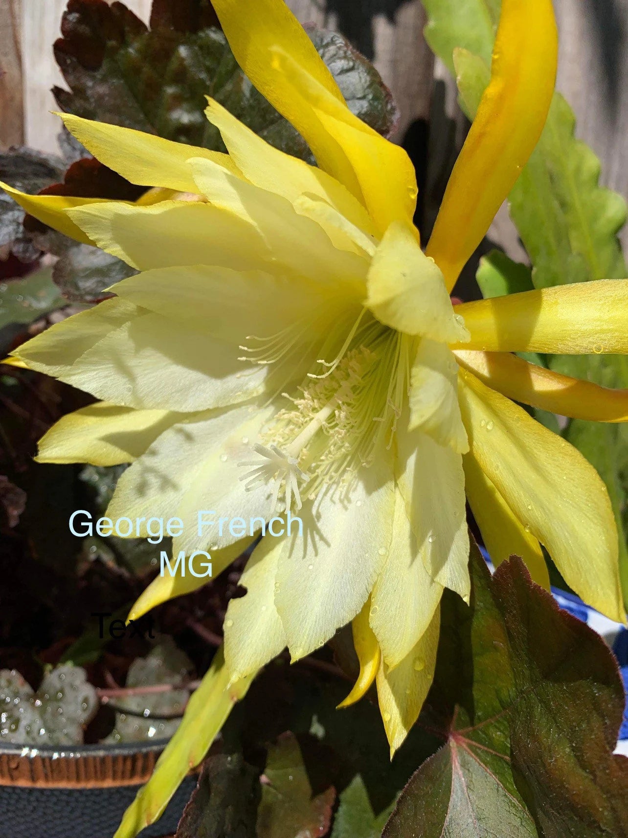 Epiphyllum “Masada”, “Padre” & Zeus-XL rare cuttings 12"