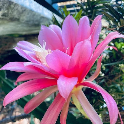 Epiphyllum “Masada”, “Padre” & Zeus-XL rare cuttings 12"