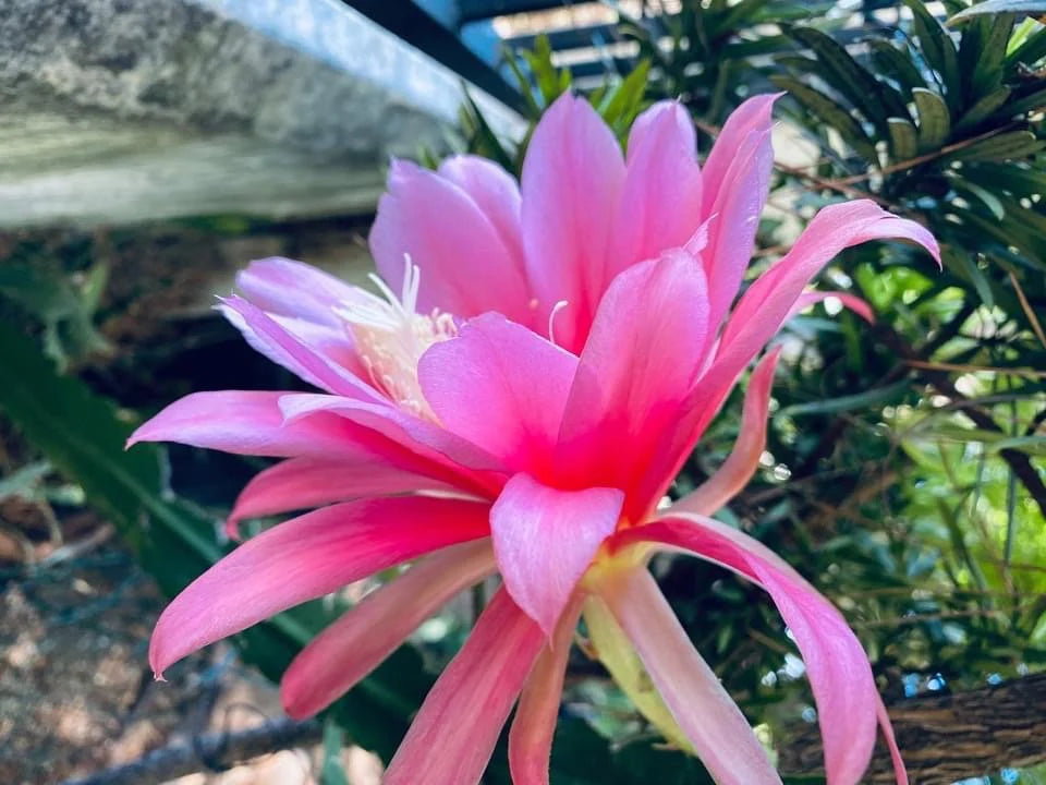 Epiphyllum “Masada”, “Padre” & Zeus-XL rare cuttings 12"