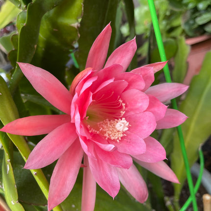 Epiphyllum “Masada”, “Padre” & Zeus-XL rare cuttings 12"