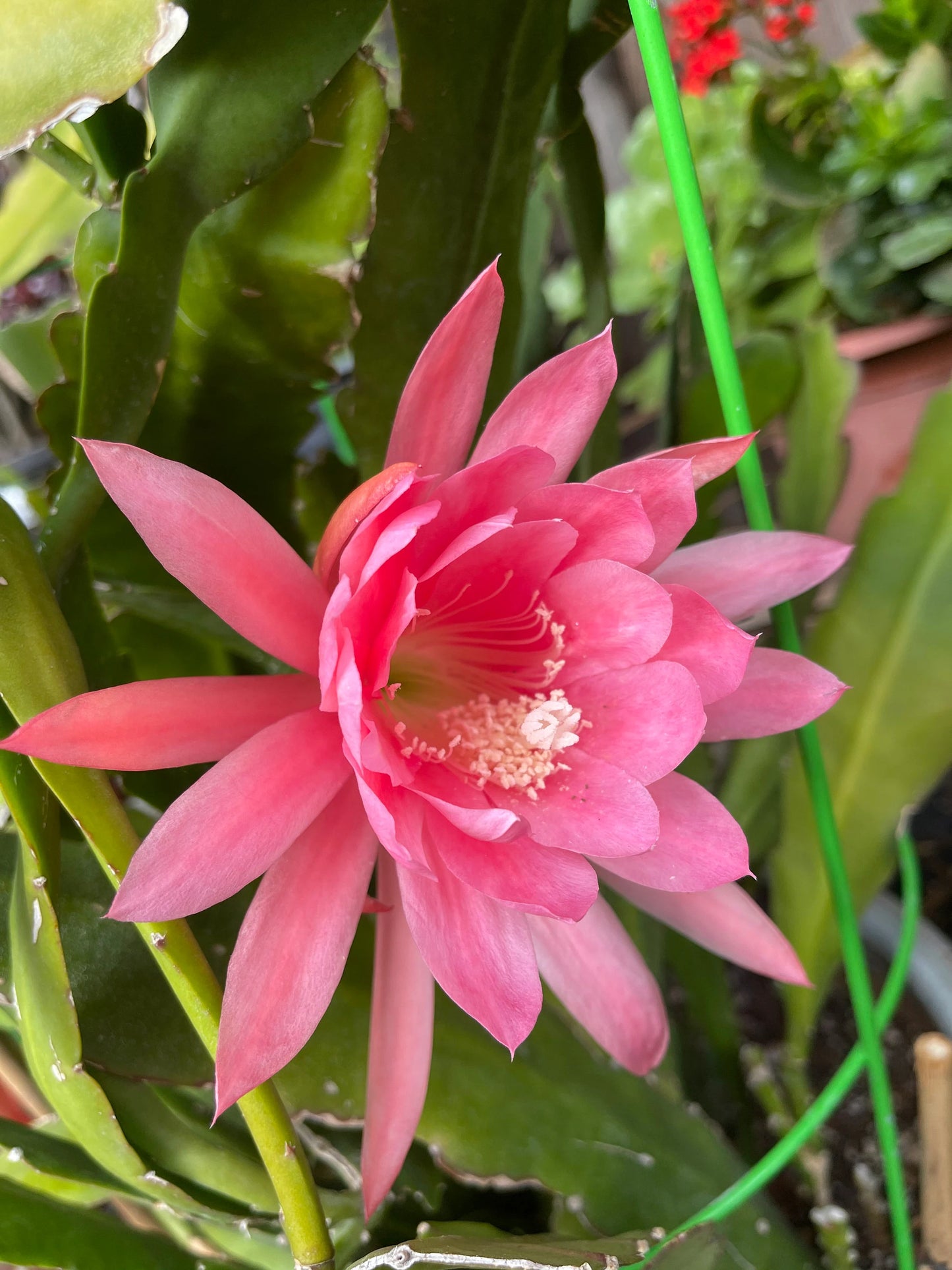 Epiphyllum “Masada”, “Padre” & Zeus-XL rare cuttings 12"