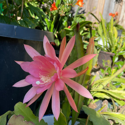 Epiphyllum “Masada”, “Padre” & Zeus-XL rare cuttings 12"