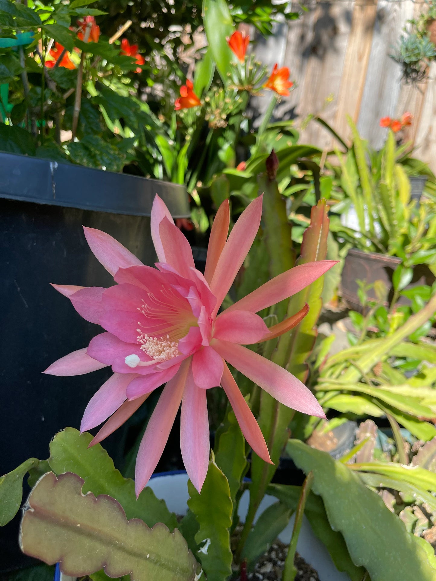 Epiphyllum “Masada”, “Padre” & Zeus-XL rare cuttings 12"