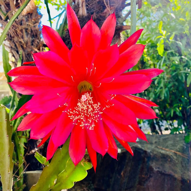 Epiphyllum “Masada”, “Padre” & Zeus-XL rare cuttings 12"