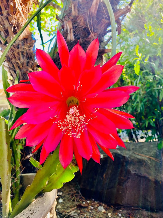 Epiphyllum “Masada”, “Padre” & Zeus-XL rare cuttings 12"