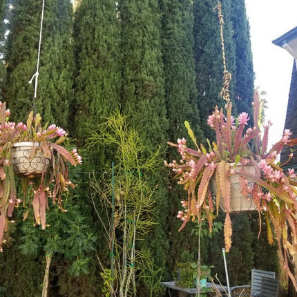 Epiphyllum “Tequila Sunrise” & “George French”