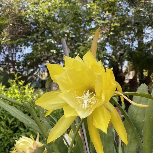 Epiphyllum “Tequila Sunrise” & “George French”