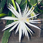 Epiphyllum Hookeri (White)