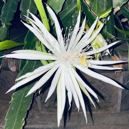 Epiphyllum “Masada”, “Padre” & Zeus-XL rare cuttings 12"