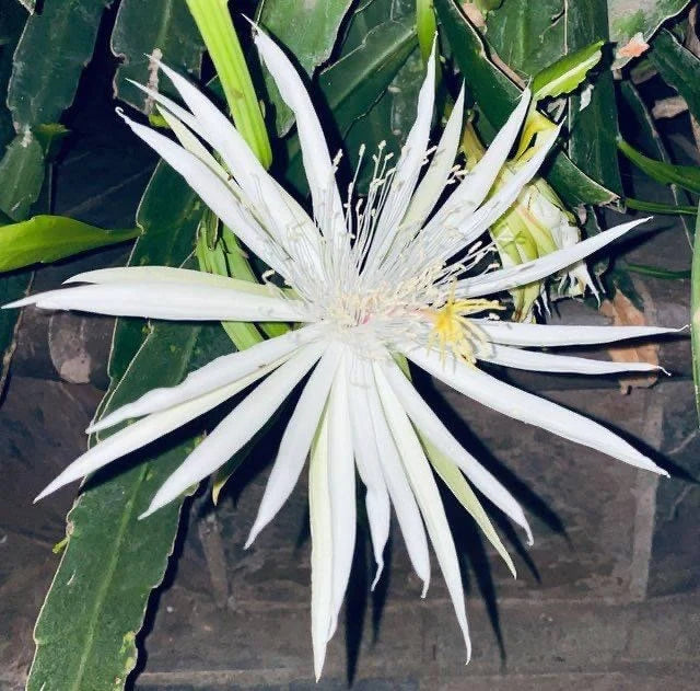 Epiphyllum “Tequila Sunrise” & “George French”