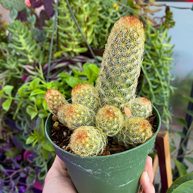 Mammillaria elongata ‘Ladyfinger cactus’, Live plant, cactus