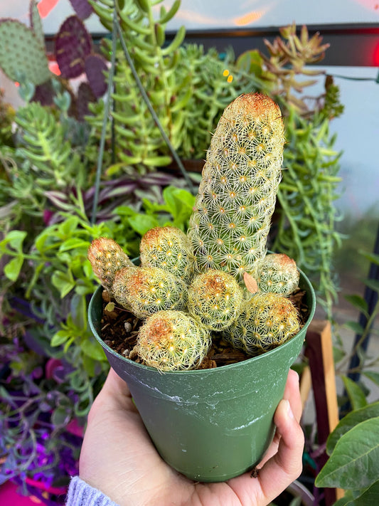 Mammillaria elongata ‘Ladyfinger cactus’, Live plant, cactus