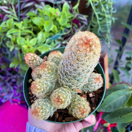 Mammillaria elongata ‘Ladyfinger cactus’, Live plant, cactus