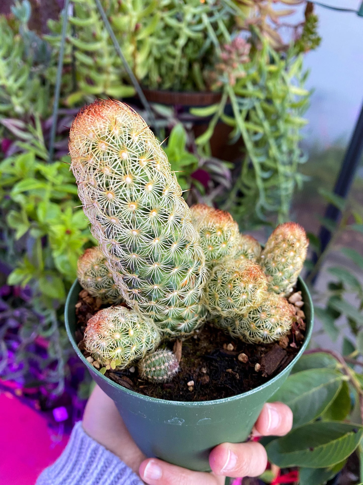 Mammillaria elongata ‘Ladyfinger cactus’, Live plant, cactus
