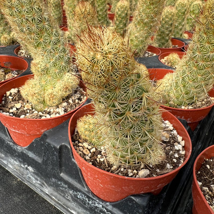 Mammillaria elongata ‘Ladyfinger cactus’, Live plant, cactus