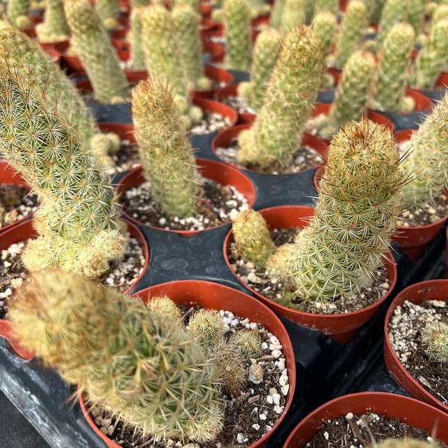Mammillaria elongata ‘Ladyfinger cactus’, Live plant, cactus