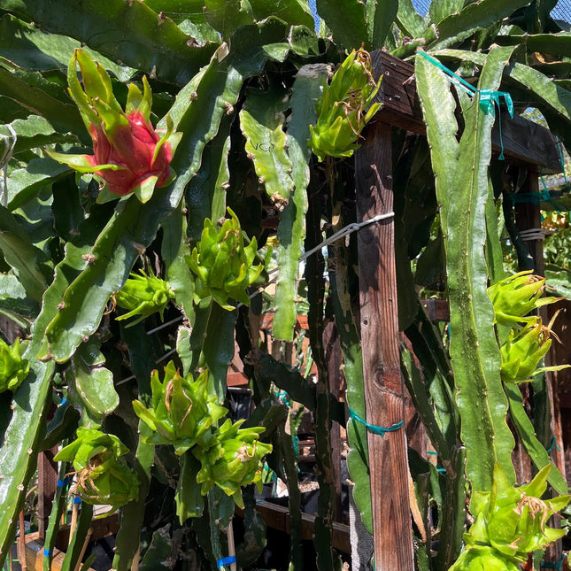 Vietnamese Giant White dragon fruit cutting and rooted plant