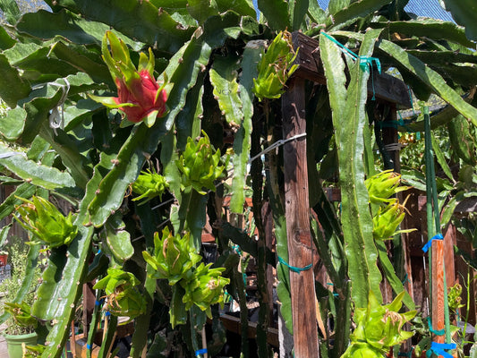 Vietnamese Giant White dragon fruit cutting (12”)