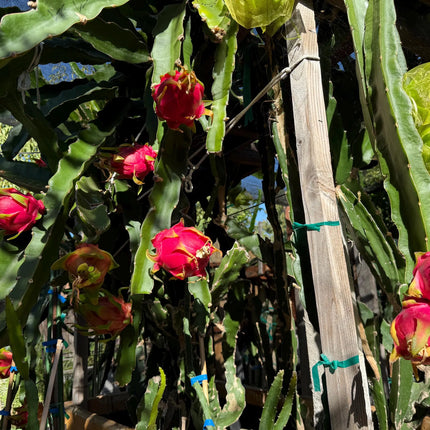 Vietnamese Giant White dragon fruit cutting and rooted plant
