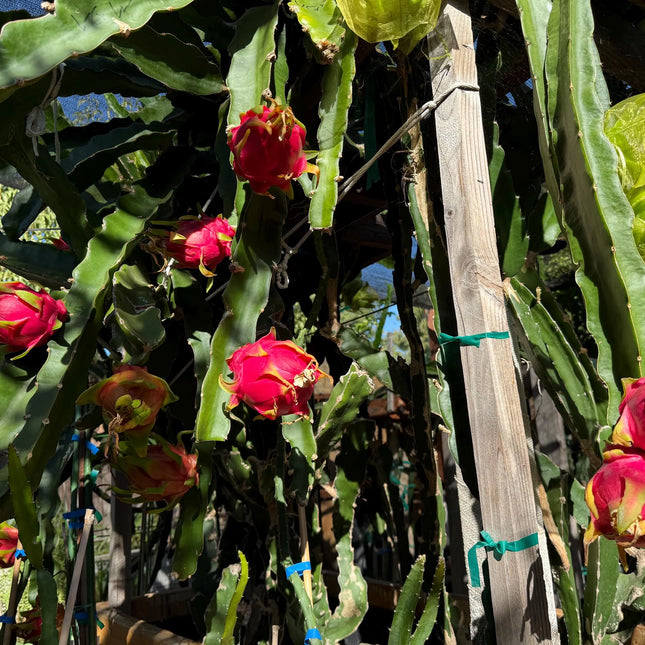Vietnamese Giant White dragon fruit cutting and rooted plant