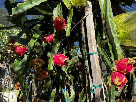 Vietnamese Giant White dragon fruit cutting (12”)