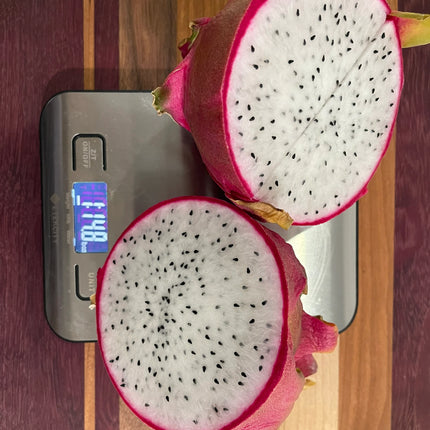 Vietnamese Giant White dragon fruit cutting and rooted plant