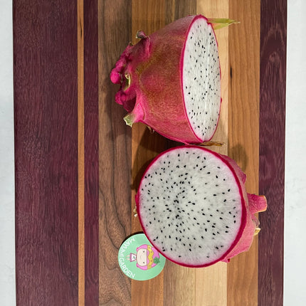 Vietnamese Giant White dragon fruit cutting and rooted plant