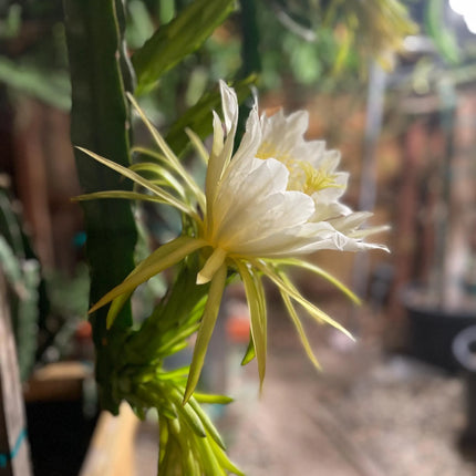 Vietnamese Giant White dragon fruit cutting and rooted plant