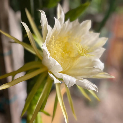 Vietnamese Giant White dragon fruit cutting and rooted plant
