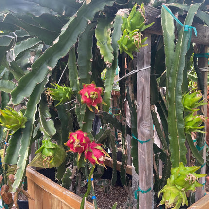 Vietnamese Giant White dragon fruit cutting and rooted plant