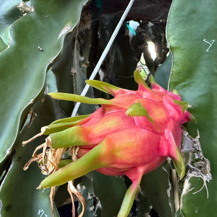Vietnamese Giant White dragon fruit cutting and rooted plant