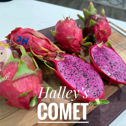 Halleys Comet – H. undatus X H. guatemalensis dragon fruit cutting (12") and rooted live plants
