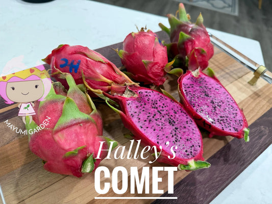 Halleys Comet – H. undatus X H. guatemalensis dragon fruit cutting (12") and rooted live plants