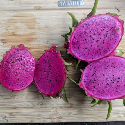 Halleys Comet – H. undatus X H. guatemalensis dragon fruit cutting (12") and rooted live plants