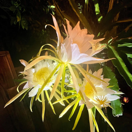 Halleys Comet – H. undatus X H. guatemalensis dragon fruit cutting (12") and rooted live plants