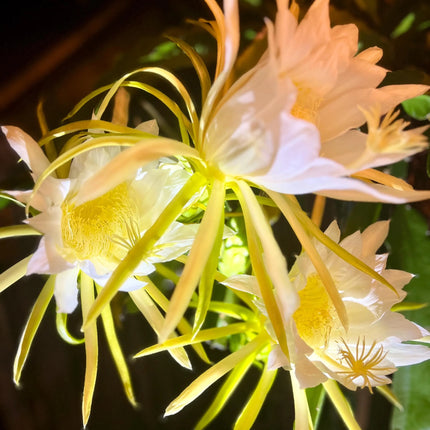 Halleys Comet – H. undatus X H. guatemalensis dragon fruit cutting (12") and rooted live plants